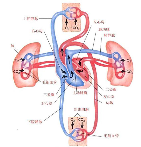 完全性肺静脉异位引流(total anomalous pulmonary venous drainage